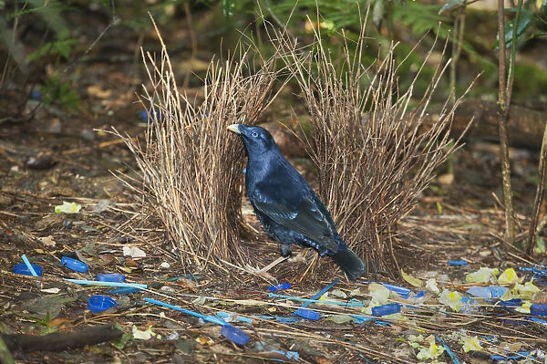 Satin Bowerbird (Ptilonorhynchus violaceus) male in bower decorated with blue objects