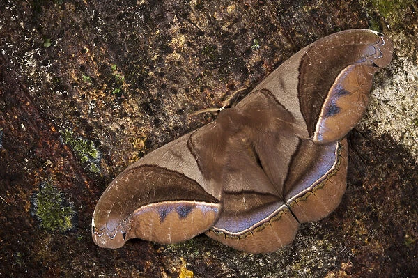 Saturniid Moth (Saturniidae), Yasuni National Park, Amazon Rainforest, Ecuador