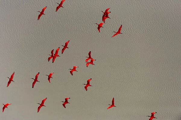 Scarlet Ibis (Eudocimus ruber) flock flying, Shell Beach, Guyana