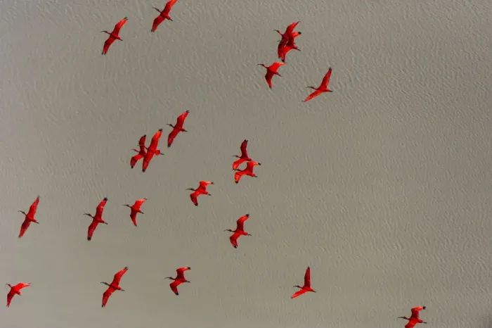 Framed Print : Scarlet Ibis (Eudocimus ruber) flock flying, Shell Beach, Guyana