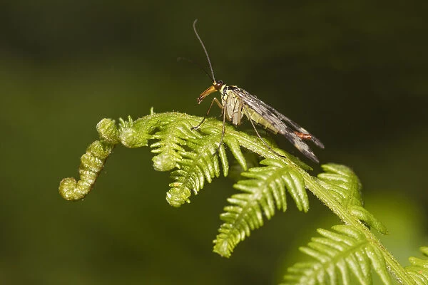 Scorpion Fly (Panorpa germanica) settled on an unfurling Bracken (Pteridium aquilinum) frond, Orley Common, Devon, England