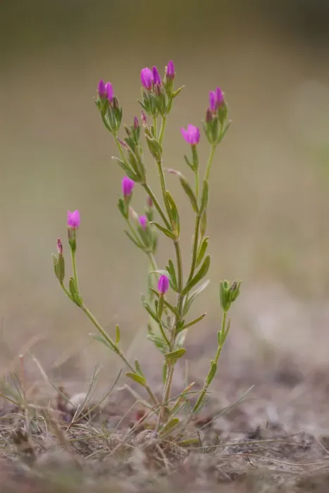 Framed Print : Seaside Centaury (Centaurium littorale) is flowering in coastal landscape, Terschelling