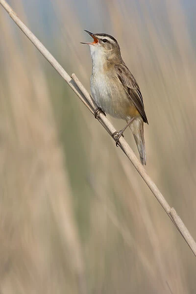 Sedge Warbler (Acrocephalus schoenobaenus) singing on a reed stalk, Lauwersmeer, Ezumakeeg, The Netherlands