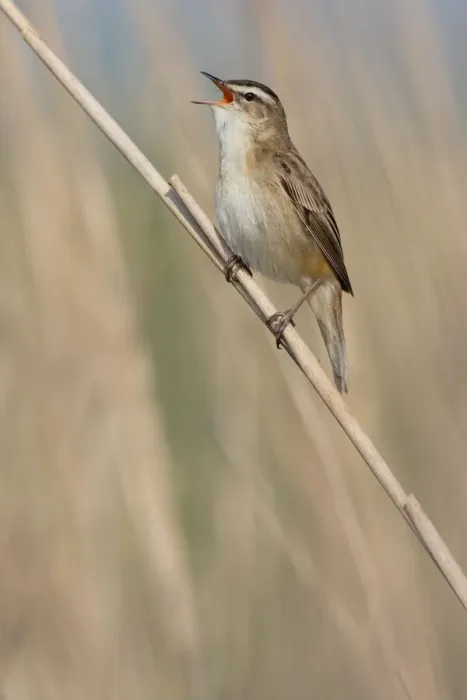 Framed Print : Sedge Warbler (Acrocephalus schoenobaenus) singing on a reed stalk, Lauwersmeer, Ezumakeeg, The Netherlands Framed Print : Sedge Warbler (Acrocephalus schoenobaenus) singing on a reed stalk, Lauwersmeer, Ezumakeeg, The Netherlands