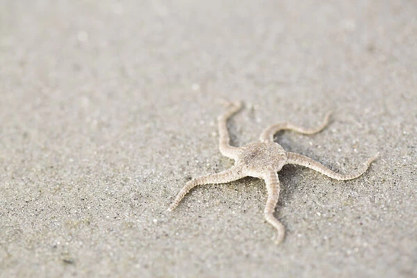 Serpent Star (Ophiura ophiura) lying on the beach, Schiermonnikoog, Friesland, The Netherlands