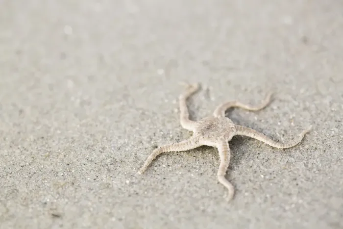 Framed Print : Serpent Star (Ophiura ophiura) lying on the beach, Schiermonnikoog, Friesland, The Netherlands Framed Print : Serpent Star (Ophiura ophiura) lying on the beach, Schiermonnikoog, Friesland, The Netherlands