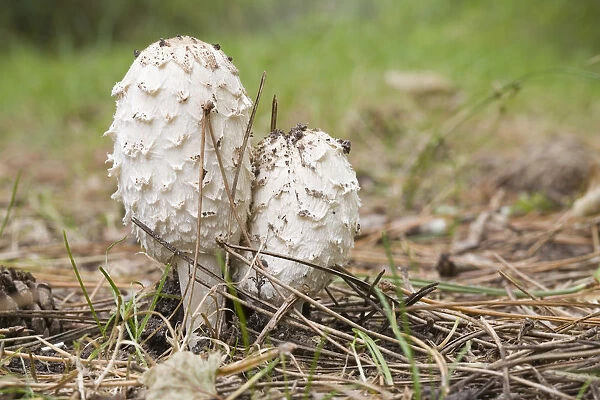 Shaggy Ink Cap (Coprinus comatus) mushrooms, Wieringen, Noord-Holland, The Netherlands