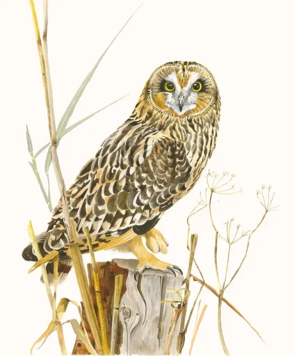 Framed Print : Short-eared Owl (Asio flammeus) sitting on a pole with some reed stems and other Framed Print : Short-eared Owl (Asio flammeus) sitting on a pole with some reed stems and other