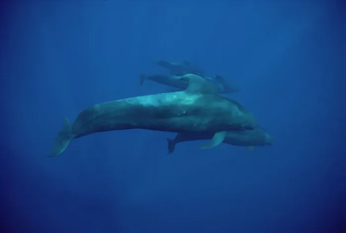 Framed Print : Short-finned Pilot Whale (Globicephala macrorhynchus) group underwater, Hawaii Framed Print : Short-finned Pilot Whale (Globicephala macrorhynchus) group underwater, Hawaii