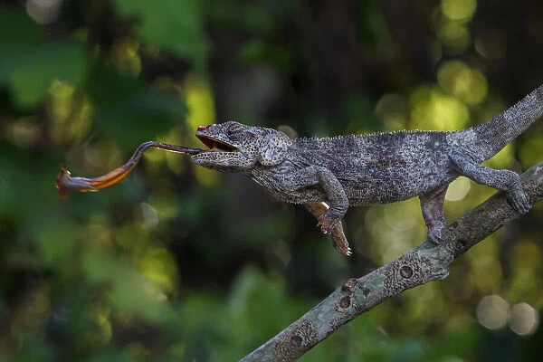 Short-horned Chameleon (Calumma brevicorne) catching prey with its tongue, VOIMMA Special Reserve, Madagascar