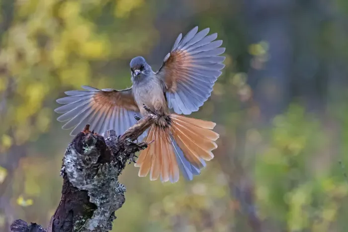 Framed Print : Siberan Jay (Perisoreus infaustus) landing, Flatruet National Park, JazAamtlands, Sweden Framed Print : Siberan Jay (Perisoreus infaustus) landing, Flatruet National Park, JazAamtlands, Sweden