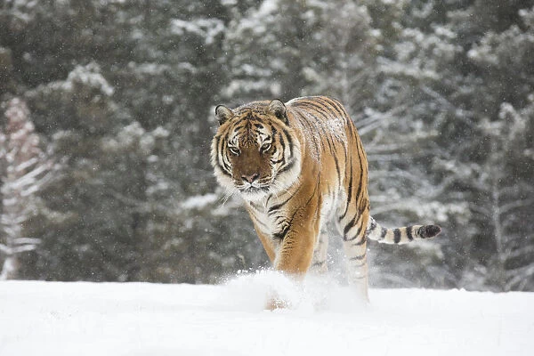 Siberian Tiger (Panthera Tigris Altaica) adult walking out of the woods through the snow
