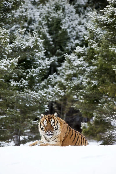 Siberian Tiger (Panthera Tigris Altaica) adult sitting in the snow on the edge of the