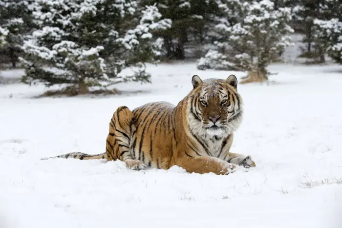 Framed Print : Siberian Tiger (Panthera Tigris Altaica) adult sitting in the snow, USA, Montana