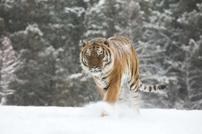 Framed Print : Siberian Tiger (Panthera Tigris Altaica) adult walking out of the woods through the snow Framed Print : Siberian Tiger (Panthera Tigris Altaica) adult walking out of the woods through the snow