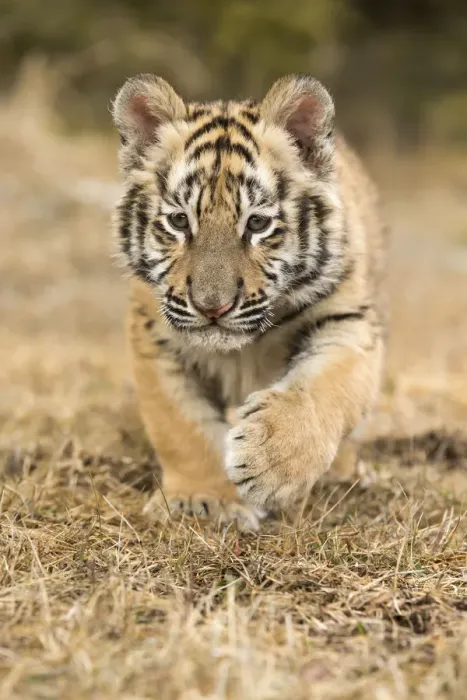 Framed Print : Siberian Tiger (Panthera Tigris Altaica) cub learning to stalk through the grass, USA