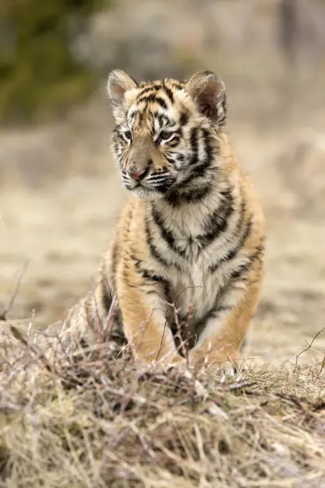 Framed Print : Siberian Tiger (Panthera Tigris Altaica) cub resting, USA, Montana Framed Print : Siberian Tiger (Panthera Tigris Altaica) cub resting, USA, Montana
