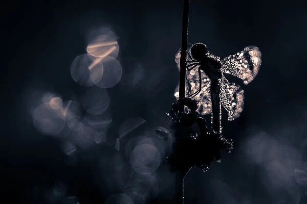 Silhouette of a Banded Darter covered with dew drops in low light
