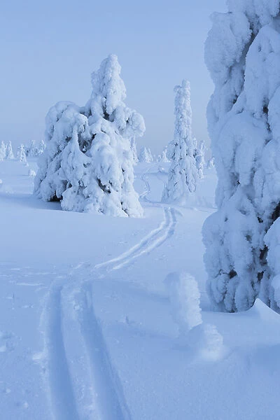 Skiing trail in winter landscape with snow covered conifers, Riisitunturi National Park
