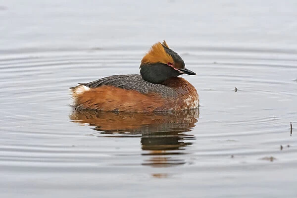 Slavonian Grebe (Podiceps auritus) on the water. Lake Myvatn in Iceland is home of many