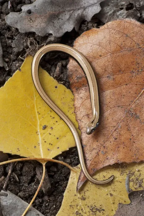 Framed Print : Slow Worm (Anguis fragilis) on forest floor, Catalonia, Spain Framed Print : Slow Worm (Anguis fragilis) on forest floor, Catalonia, Spain