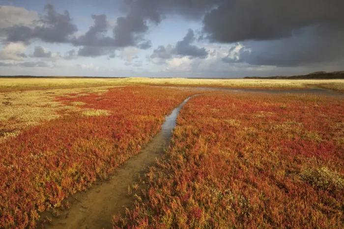 Framed Print : The Slufter at Texel in autumn with Common Glasswort (Salicornia europaea), Texel Framed Print : The Slufter at Texel in autumn with Common Glasswort (Salicornia europaea), Texel