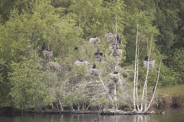 Small colony of Great Cormorant (Phalacrocorax carbo) perched on their nests, Zwillbrocker venn