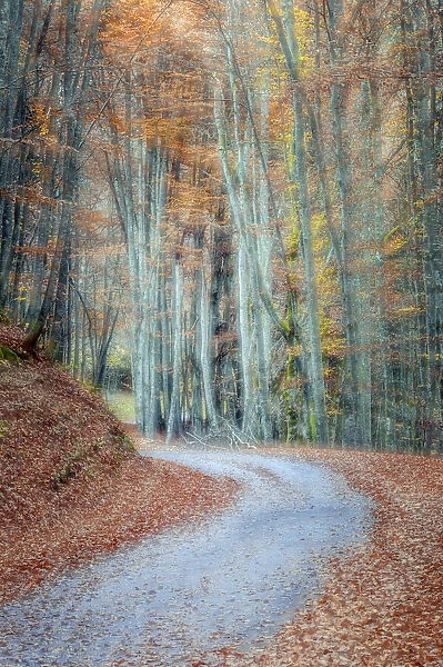 Small road trough forest with autumn colours, Haute-Savoie, France