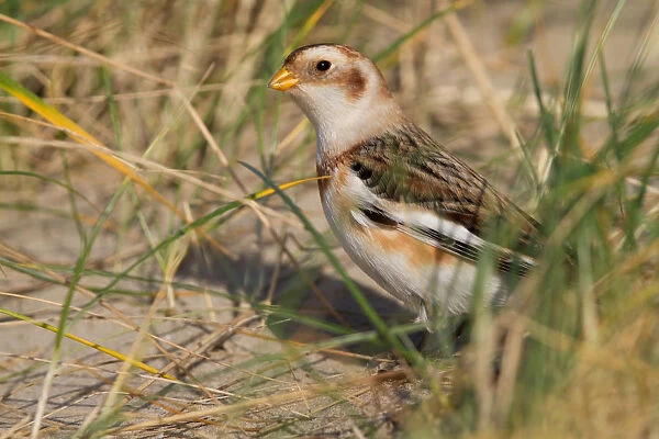 Snow Bunting (Plectrophenax nivalis) foraging on seeds, The Netherlands, Noord-Holland