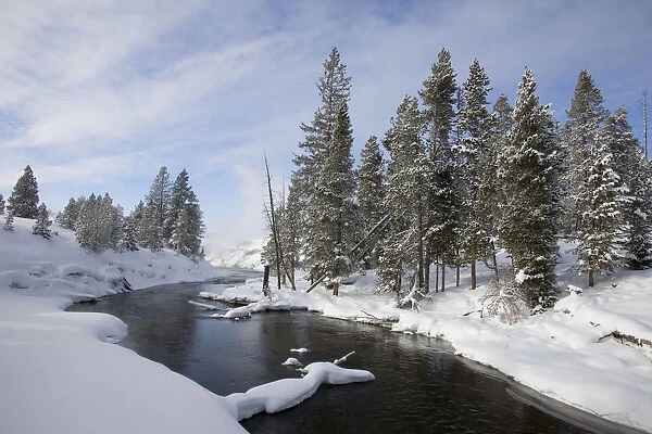 Snow-covered trees along river in winter, Yellowstone National Park, Wyoming
