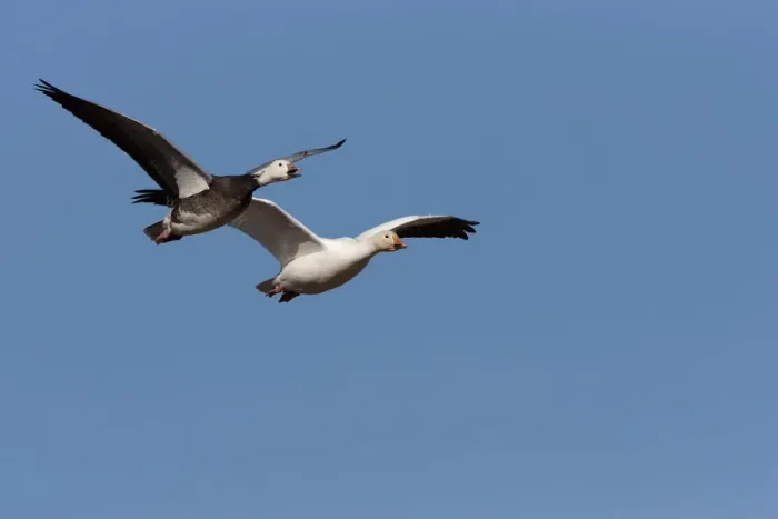 Framed Print : Snow Goose (Chen caerulescens) blue and regular phase flying, Bosque Del Apache National Framed Print : Snow Goose (Chen caerulescens) blue and regular phase flying, Bosque Del Apache National