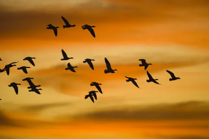 Framed Print : Snow Goose (Chen caerulescens) flock flying, Bosque Del Apache National Wildlife Refuge Framed Print : Snow Goose (Chen caerulescens) flock flying, Bosque Del Apache National Wildlife Refuge