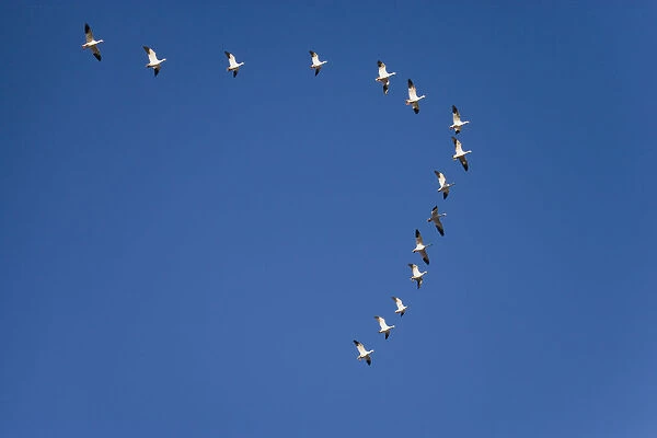 Snow Goose (Chen caerulescens) flock flying in formation during migration, Bosque