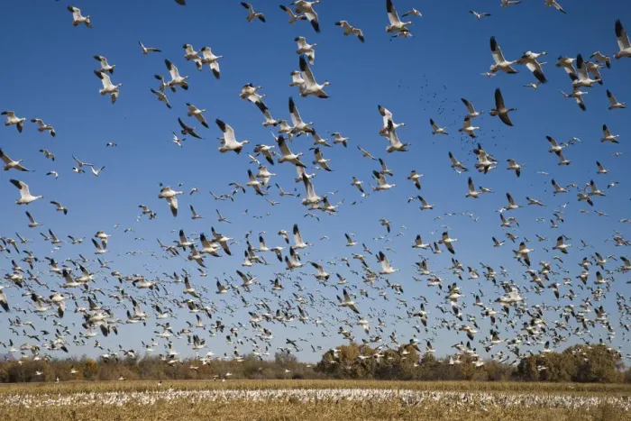 Framed Print : Snow Goose (Chen caerulescens) flock taking flight, Bosque Del Apache National Wildlife Refuge Framed Print : Snow Goose (Chen caerulescens) flock taking flight, Bosque Del Apache National Wildlife Refuge