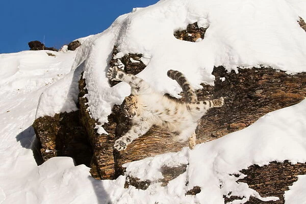 Snow Leopard (Panthera uncia) adult leaping from rock face, Montana, USA