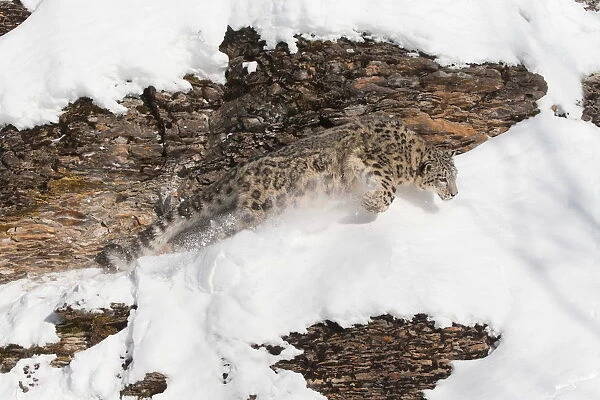 Snow Leopard (Panthera uncia) adult running on rock face, Montana, USA