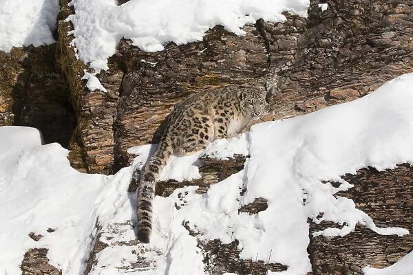 Snow Leopard (Panthera uncia) adult standing on rock face, Montana, USA