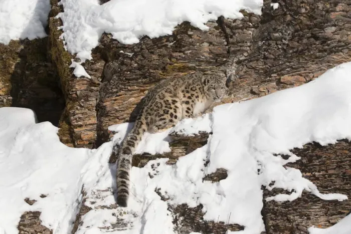 Framed Print : Snow Leopard (Panthera uncia) adult standing on rock face, Montana, USA Framed Print : Snow Leopard (Panthera uncia) adult standing on rock face, Montana, USA