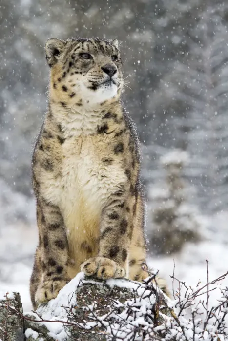 Framed Print : Snow Leopard (Panthera uncia) in the snow, Montana, United States Framed Print : Snow Leopard (Panthera uncia) in the snow, Montana, United States