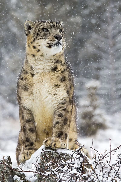 Snow Leopard (Panthera uncia) in the snow, Montana, United States