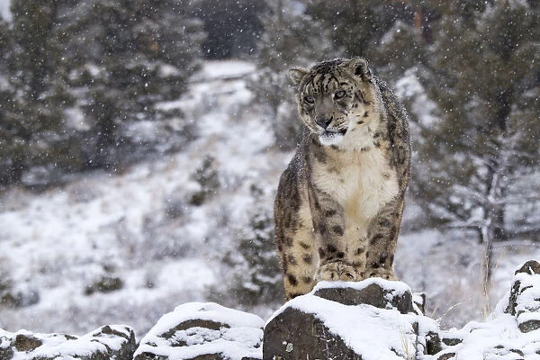 Snow Leopard (Panthera uncia) standing on rock in the snow, Montana, United States