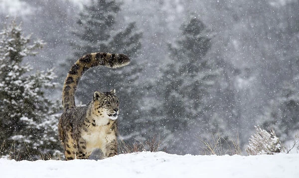 Snow Leopard (Panthera uncia) standing in the snow, Montana, United States