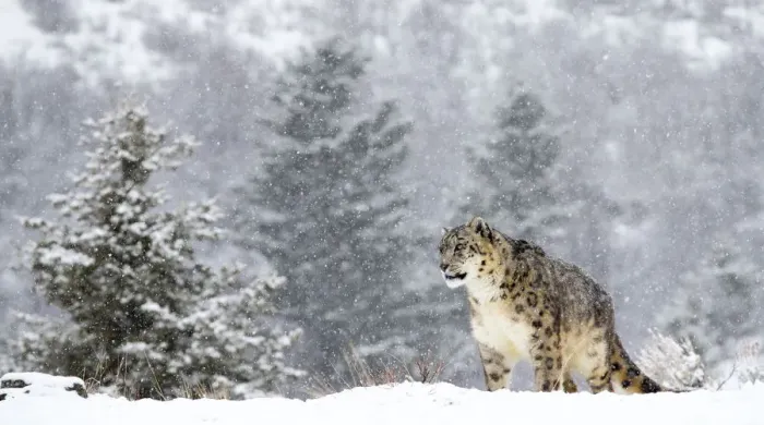 Framed Print : Snow Leopard (Panthera uncia) standing in the snow, Montana, United States Framed Print : Snow Leopard (Panthera uncia) standing in the snow, Montana, United States