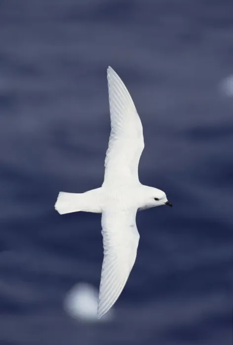 Framed Print : Snow Petrel (Pagodroma nivea) flying over ocean, Antarctica Framed Print : Snow Petrel (Pagodroma nivea) flying over ocean, Antarctica