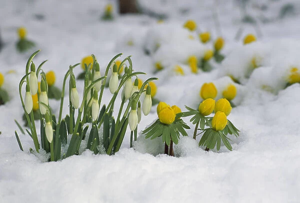 Snowdrop (Galanthus nivalis) flowers blooming in snow, Germany