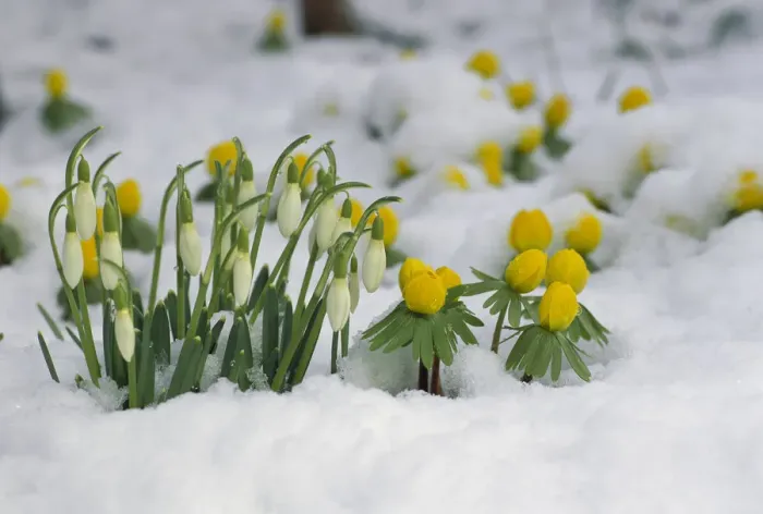 Framed Print : Snowdrop (Galanthus nivalis) flowers blooming in snow, Germany Framed Print : Snowdrop (Galanthus nivalis) flowers blooming in snow, Germany