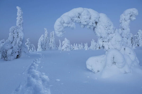Snowshoe track in winterlandscape, with conifers covered by snow, Riisitunturi national park