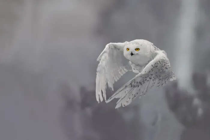 Framed Print : Snowy Owl (Bubo scandiacus) in flight, the Netherlands Framed Print : Snowy Owl (Bubo scandiacus) in flight, the Netherlands