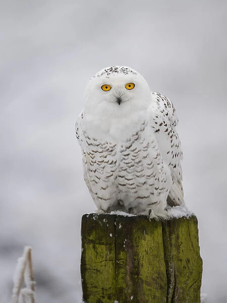 Snowy Owl (Bubo scandiacus) perched on a pole in the snow and looking at camera, the