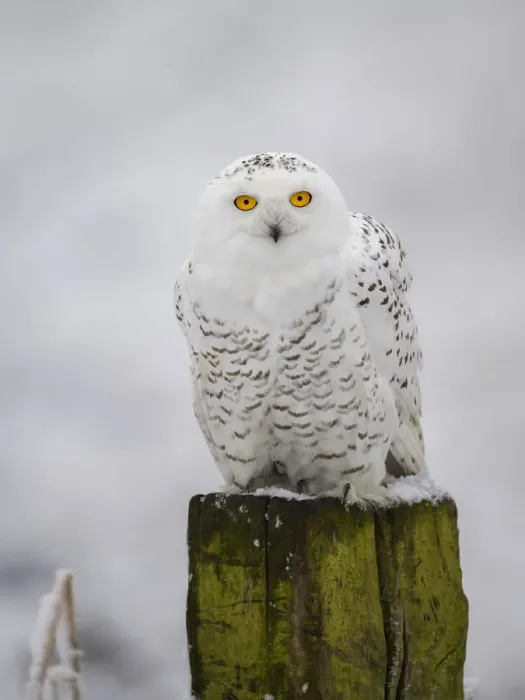 Framed Print : Snowy Owl (Bubo scandiacus) perched on a pole in the snow and looking at camera Framed Print : Snowy Owl (Bubo scandiacus) perched on a pole in the snow and looking at camera